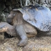 tortoise_galapagos_pa_h_0084_ecu2117.jpg
